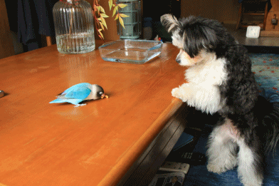 c0145250_10321522.gif