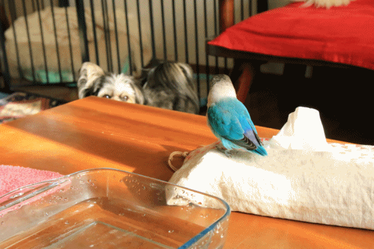 c0145250_10492731.gif