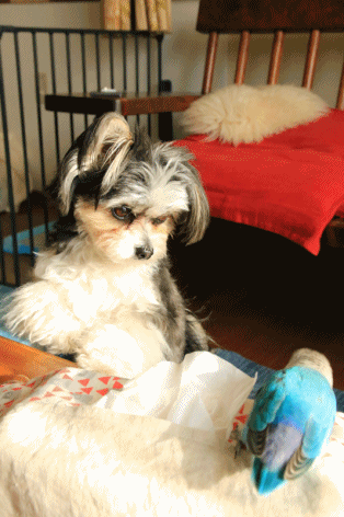 c0145250_10494908.gif