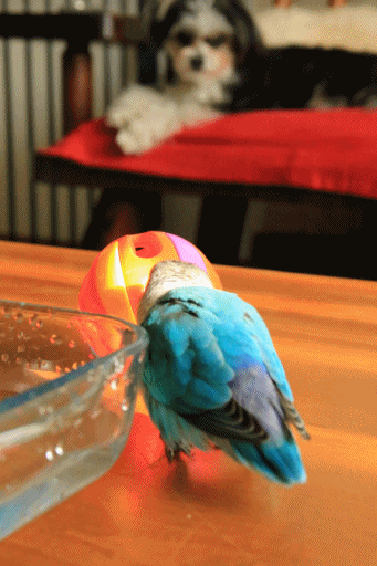 c0145250_10572580.gif