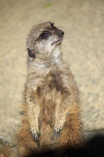 強い絆で結ばれた動物たち_e0086860_00044070.jpg