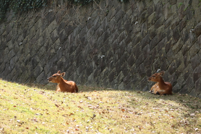 千葉市動物公園　シマウマさん♪カンガルーさん♪小鹿ちゃん♪_d0152261_20510626.jpg