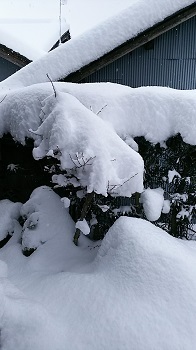 a0316366_19223686.jpg