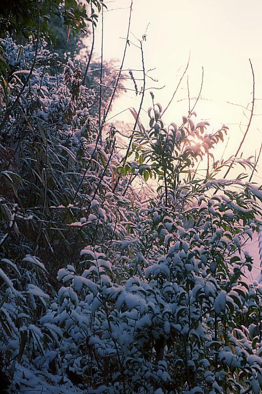 雪が降る朝-2の1-20180127_a0050572_17395136.jpg