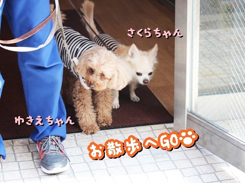 お知らせ and お散歩ウォッチング#08_f0357682_16164854.jpg