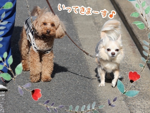 お知らせ and お散歩ウォッチング#08_f0357682_16165785.jpg