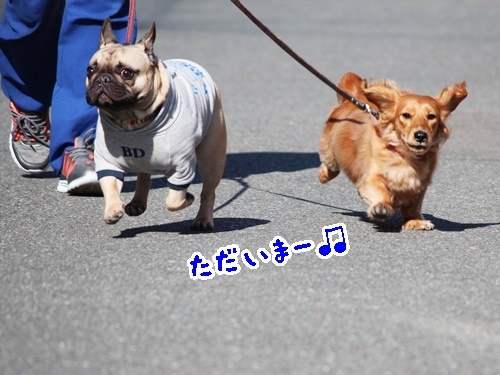 お知らせ and お散歩ウォッチング#08_f0357682_16550301.jpg