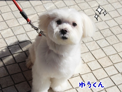お知らせ and お散歩ウォッチング#08_f0357682_17022019.jpg