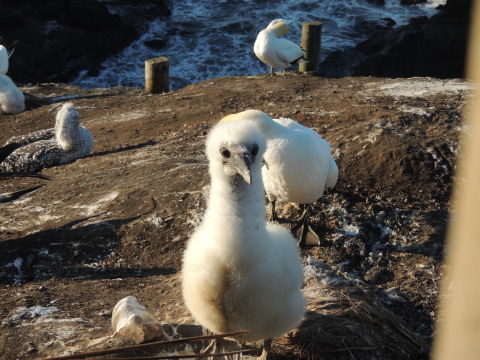 Muriwai Gannet Colony Jan 2018_b0103583_09381059.jpg