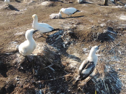 Muriwai Gannet Colony Jan 2018_b0103583_09422301.jpg