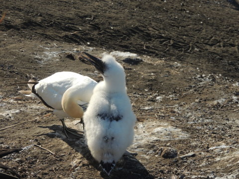 Muriwai Gannet Colony Jan 2018_b0103583_09441040.jpg