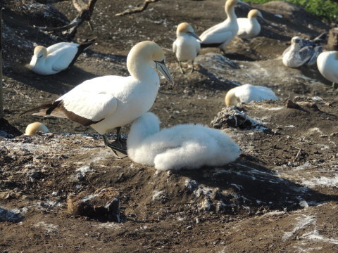 Muriwai Gannet Colony Jan 2018_b0103583_09444679.jpg