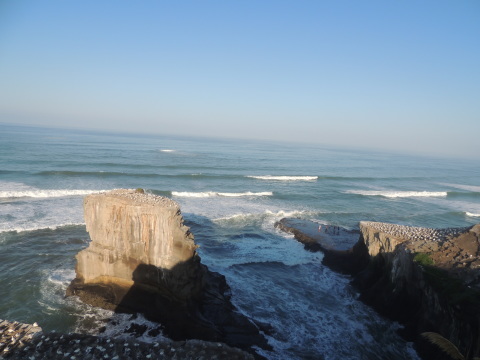 Muriwai Gannet Colony Jan 2018_b0103583_09470015.jpg