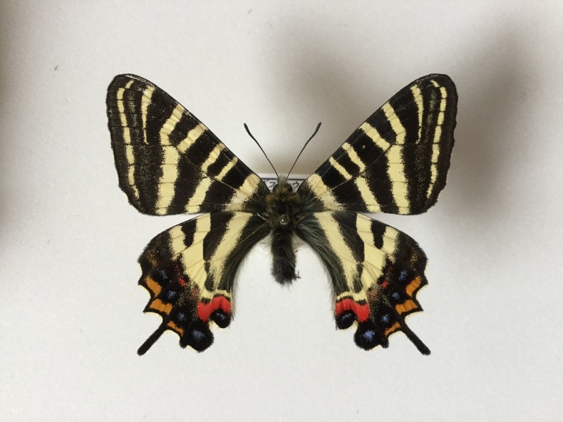 新潟県内産ギフチョウの特徴 : しっぽスターの娯楽