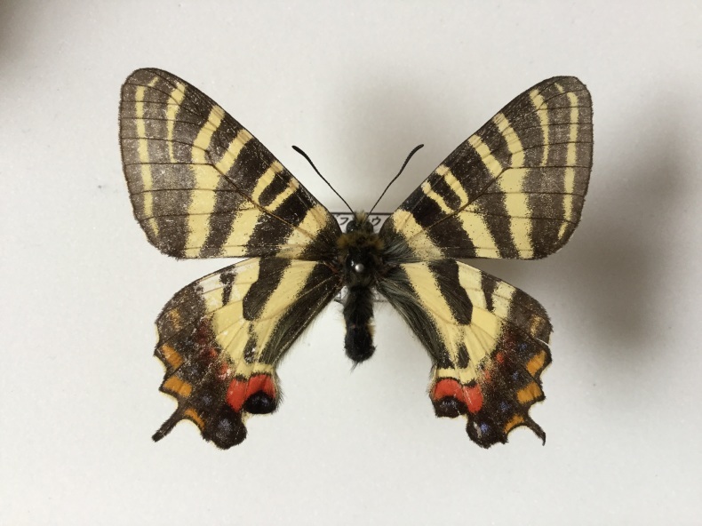 【イエロテール】ギフチョウ（1メス、新潟県） 新潟県内産ギフチョウの特徴 : しっぽスターの娯楽