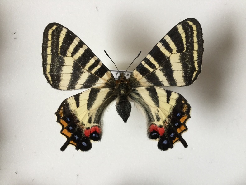 新潟県内産ギフチョウの特徴 : しっぽスターの娯楽