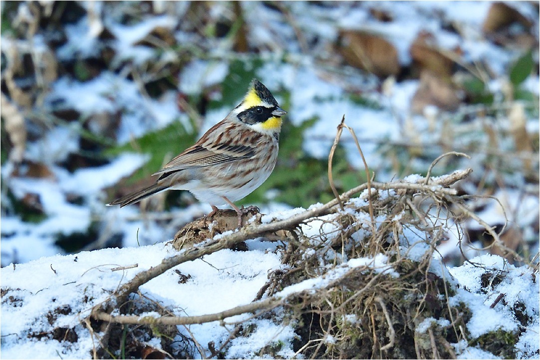 今季初の雪鳥見＠東山麓_a0076493_19300108.jpg