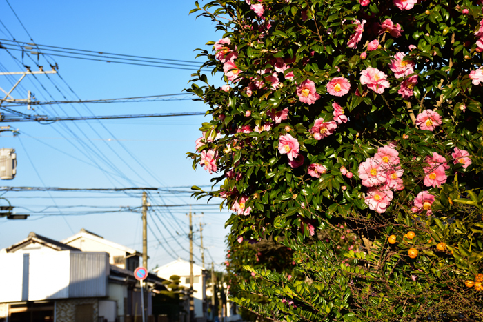 きょうも元気に行ってみよ～　(^o^)_c0049299_21294661.jpg