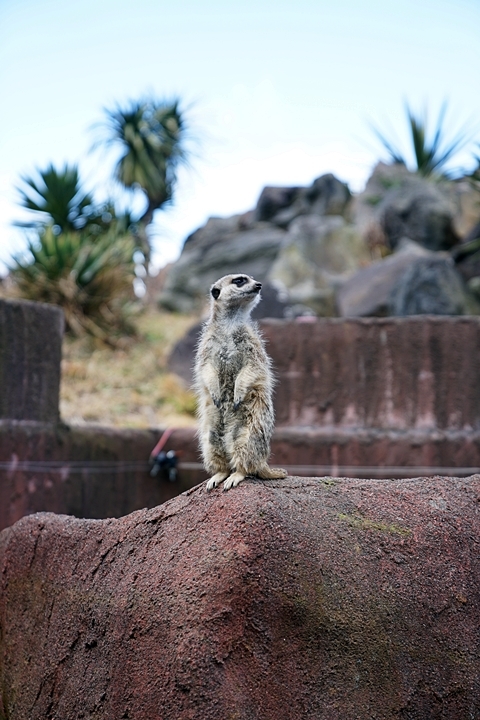 伊豆旅～伊豆シャボテン動物公園_e0277800_19515083.jpg