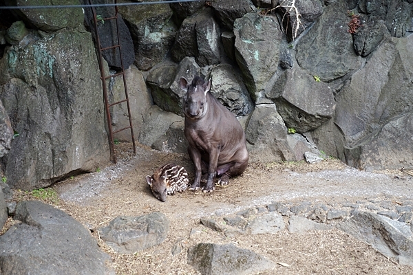 伊豆旅～伊豆シャボテン動物公園_e0277800_19520097.jpg