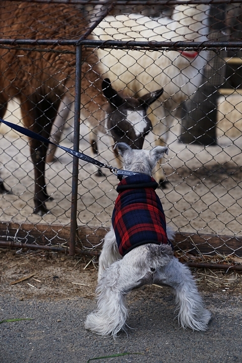 伊豆旅～伊豆シャボテン動物公園_e0277800_19525744.jpg