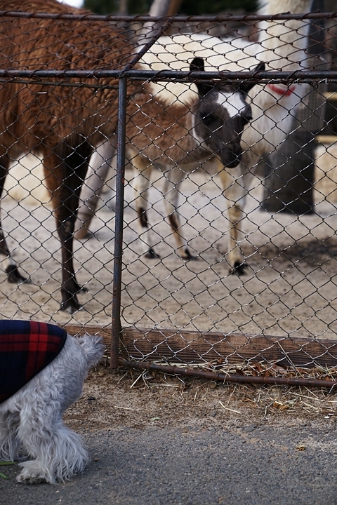 伊豆旅～伊豆シャボテン動物公園_e0277800_19530568.jpg