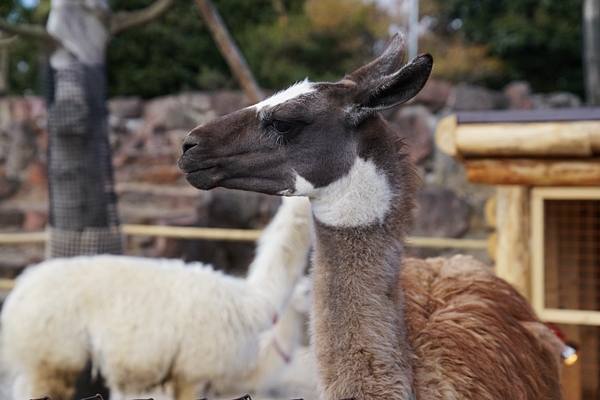 伊豆旅～伊豆シャボテン動物公園_e0277800_19534176.jpg