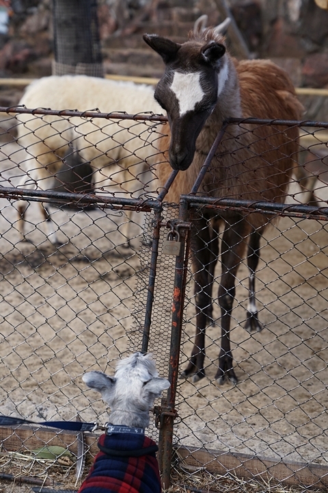 伊豆旅～伊豆シャボテン動物公園_e0277800_19581275.jpg