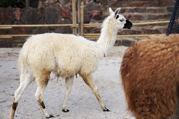 伊豆旅～伊豆シャボテン動物公園_e0277800_20011481.jpg