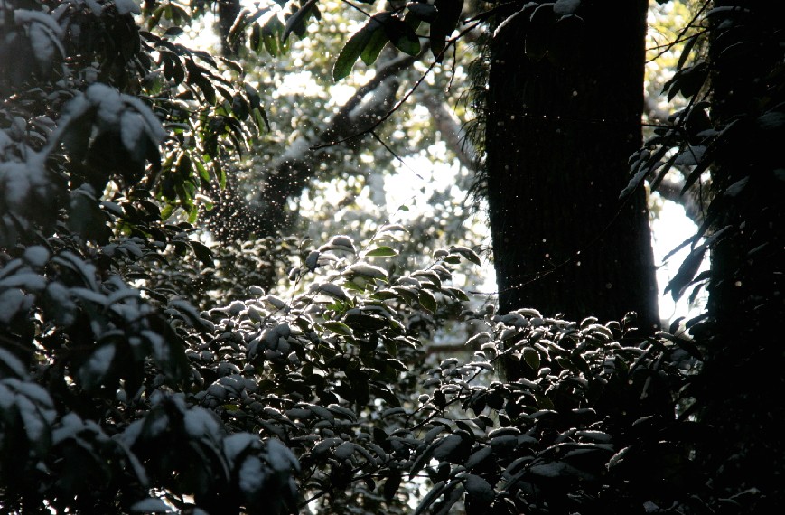 　雪の熱田神宮　　その３_d0140806_914591.jpg