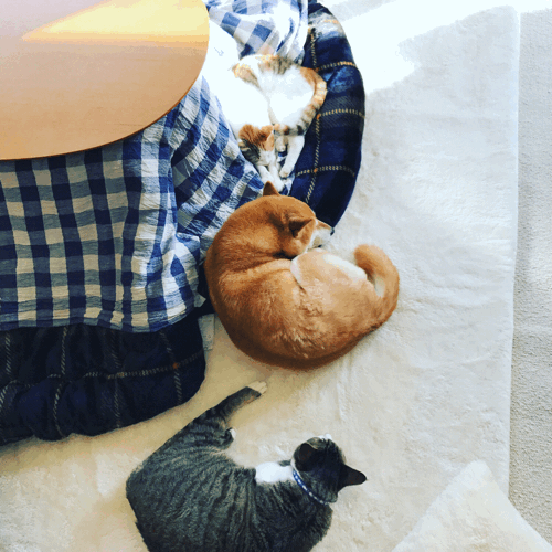 e0201009_22131878.gif