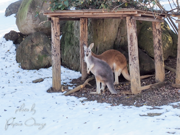 よこはま動物園ズーラシア　２０１８年1月２４日　園内_f0321610_12163417.jpg