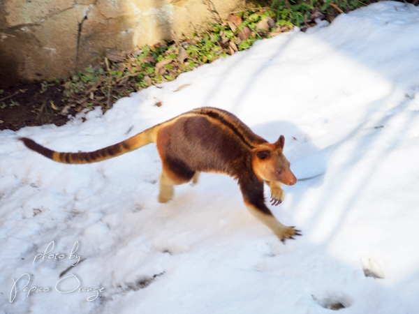 よこはま動物園ズーラシア　２０１８年1月２４日　モアラ_f0321610_12235004.jpg