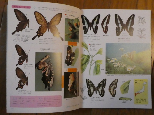 ２０１８年 ｐｅｋｅｙａｍａ氏の読書図鑑 ３ 標本箱 おもちゃ箱 玉手箱