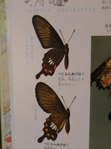 c0062511_21385182.jpg