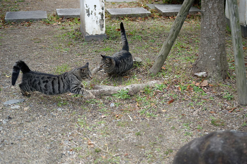 町角ニャンコ・伏見のニャンコマ劇場~!_f0032011_19182646.jpg