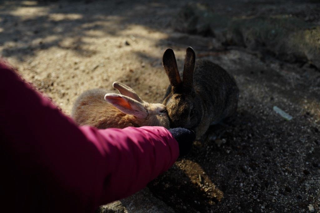 2.うさぎ&#128007;ピクニック（珈琲まで）_f0365212_07285999.jpg