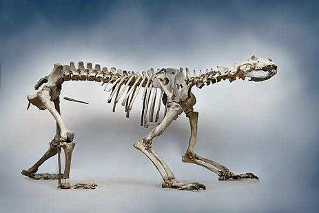 ノルウェーで発見された一万二千年前のホッキョクグマの骨格の展示 氷河期時代の唯一の全身骨格の発見 Polarbearology Conjectaneum ノルウェーで発見された一万二千年前のホッキョクグマの骨格の展示 氷河期時代の唯一の全身骨格の発見 Polarbearology Conjectaneum