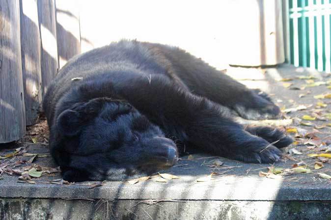 くまのみ様確認用です！ ODELIC（オーデリック） おまかセンサ 指定LED器具用 人感センサモード