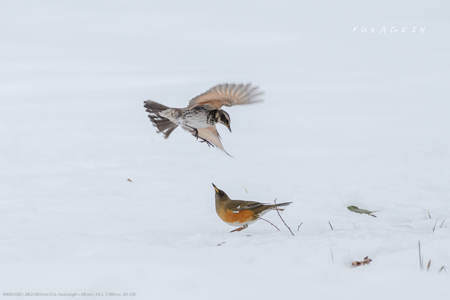 アカハラとツグミの雪上バトル_d0292540_19140239.jpg