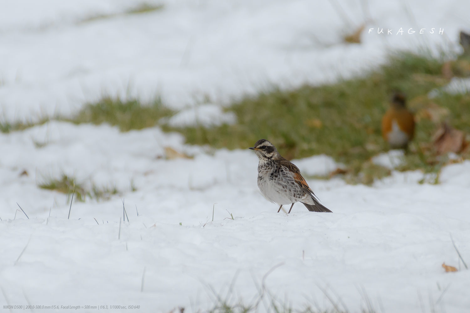 アカハラとツグミの雪上バトル_d0292540_19140245.jpg