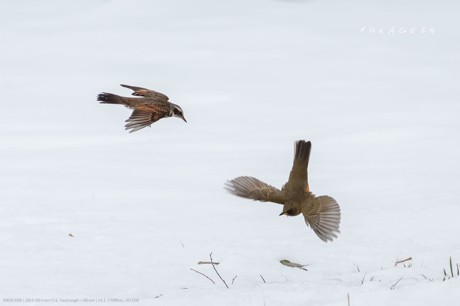 アカハラとツグミの雪上バトル_d0292540_19140281.jpg