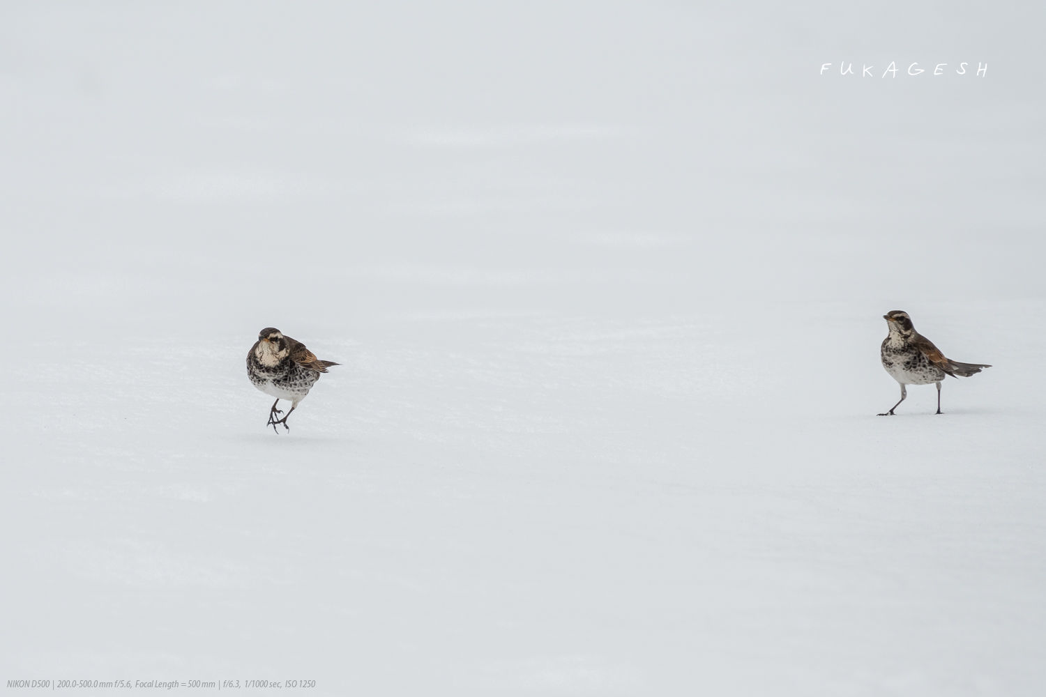 アカハラとツグミの雪上バトル_d0292540_19140360.jpg