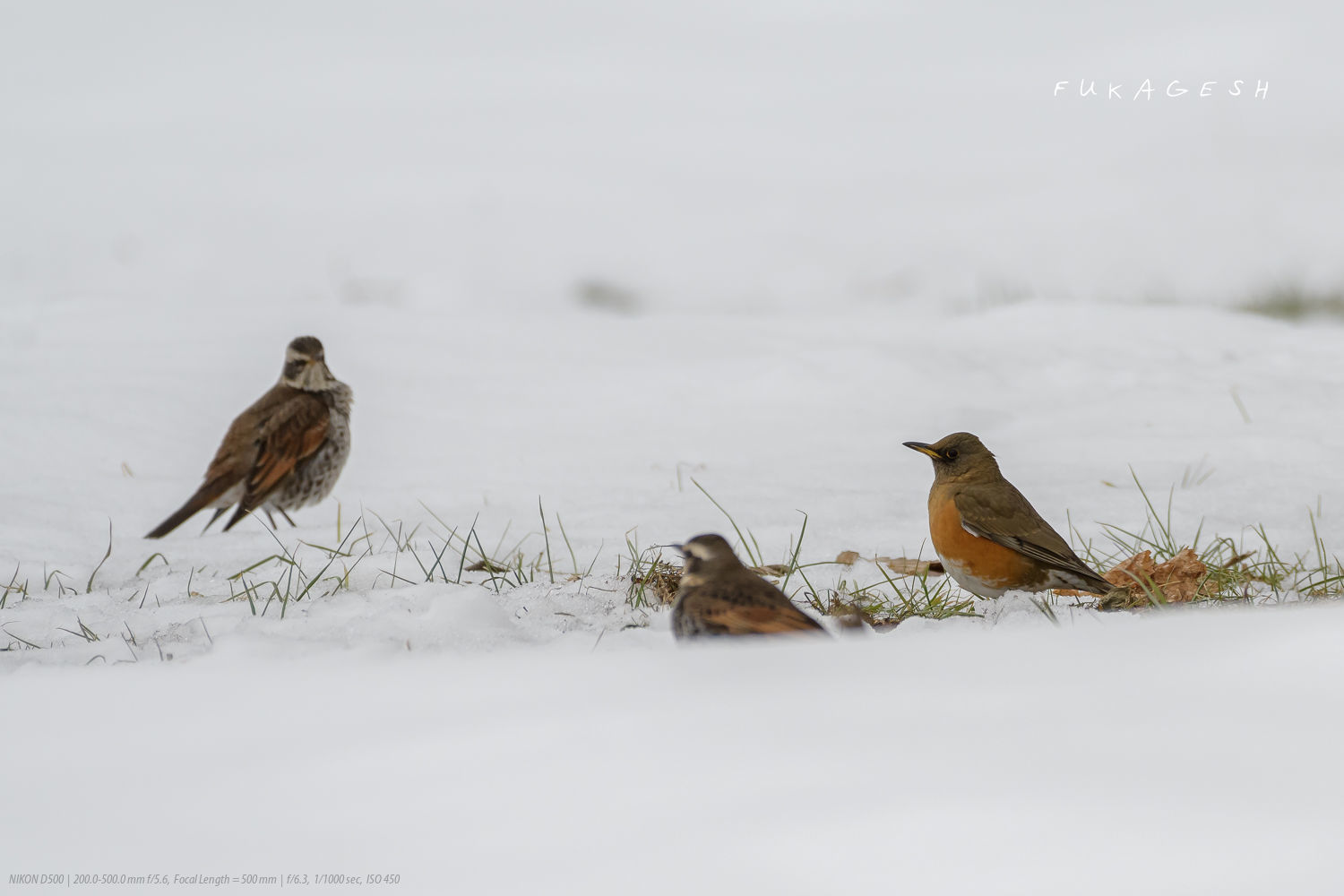 アカハラとツグミの雪上バトル_d0292540_19140381.jpg