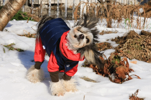 c0145250_11194175.gif