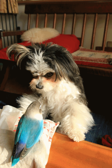 c0145250_11420847.gif