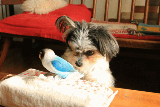c0145250_11424069.gif