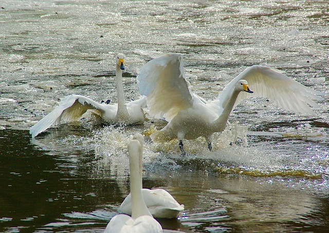 氷の水面へ白鳥が～_d0041158_17185044.jpg