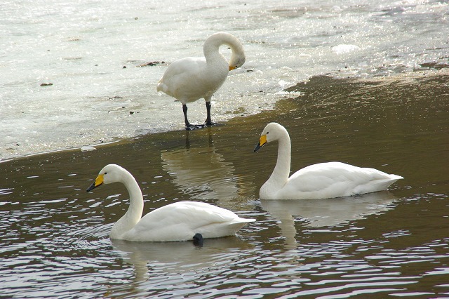 氷の水面へ白鳥が～_d0041158_17192436.jpg