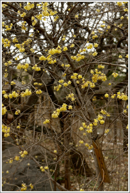 向島 -43　　向島百花園 _b0340572_18012712.jpg